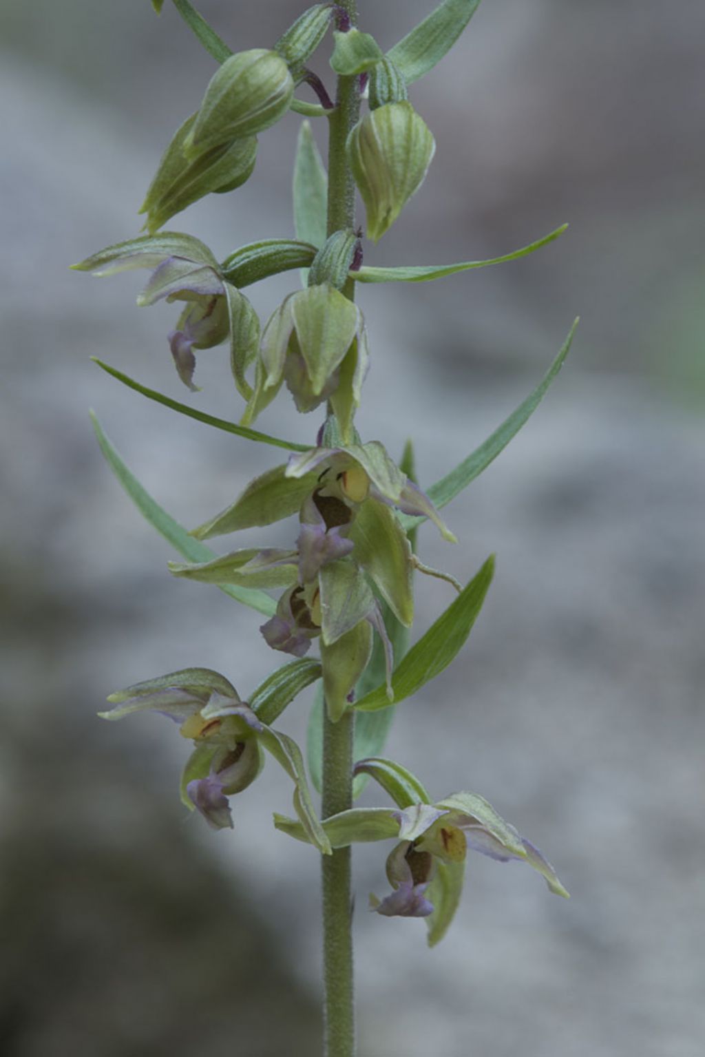 Epipactis helleborine da ID